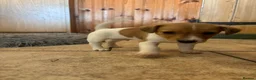 Jack Russell dogs for sale: Male Jack Russell Puppies – Ready 15th October in Caerphilly - Advert 16