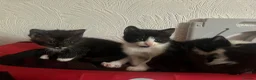 Mixed Breed cats for sale: Beautiful Mixed-Breed Kittens - Ready early July - Advert 11
