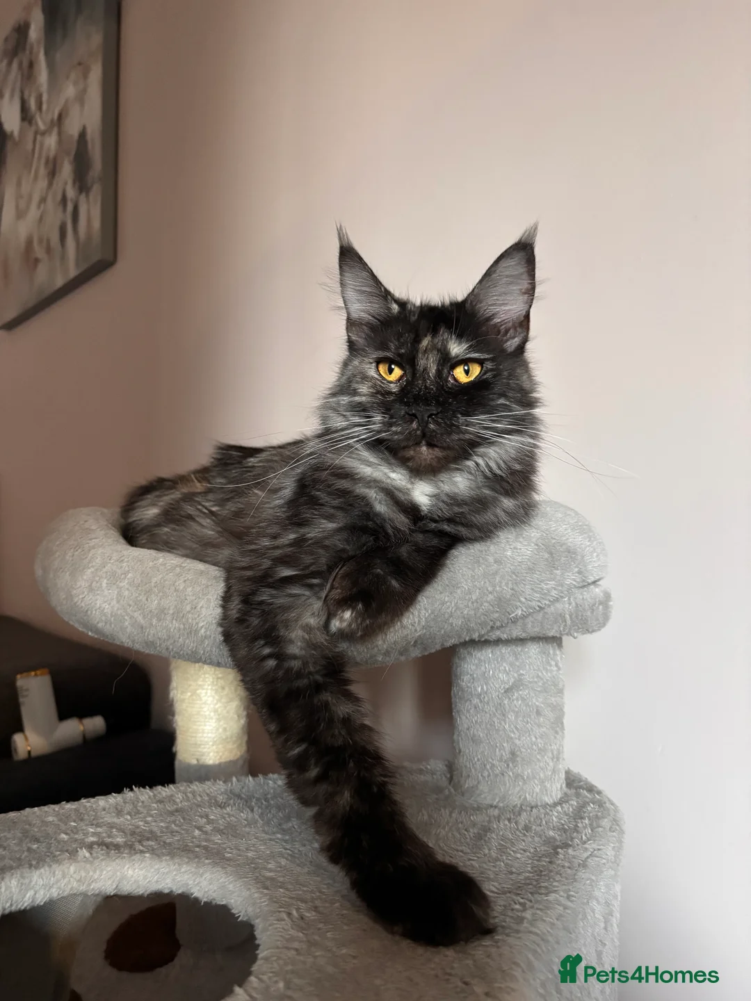 Maine Coon cats for sale: 💕GCCF Stunning Gorgeous Female For sale💕 - Advert 2