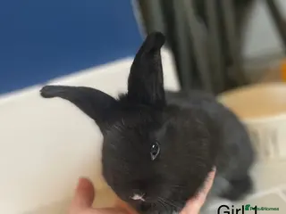 Continental Giant rabbits Brand new litter pure bred continental giants - Advert 17