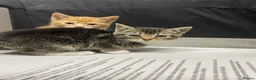 Mixed Breed cats for sale: KITTENS FOR SALE - Advert 10