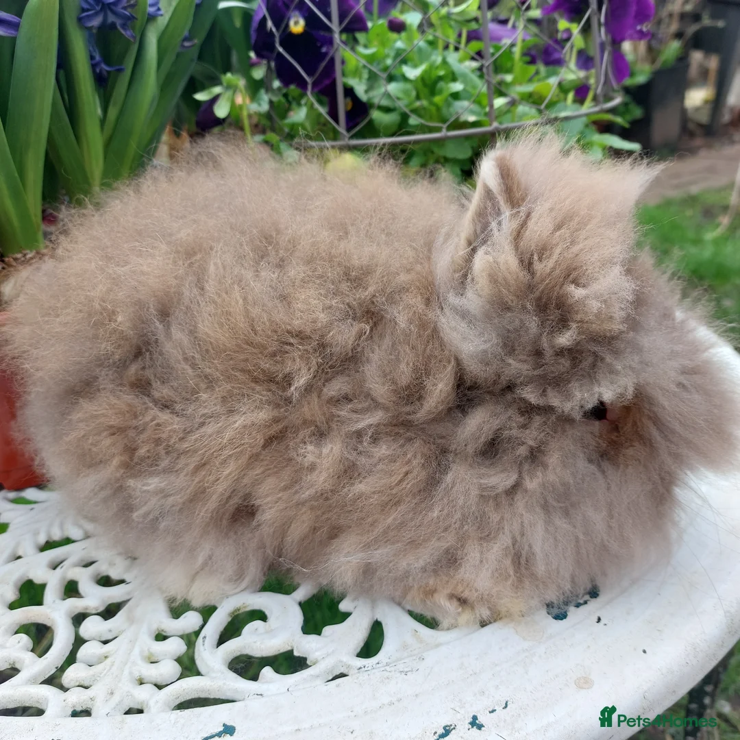 Lionhead rabbits for sale: STUNNING DOUBLE/ TEDDY LION HEAD BABY - Advert 6