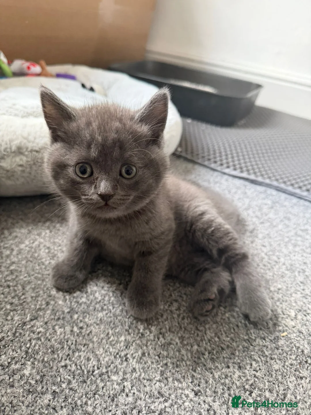 Mixed Breed cats for sale: 3 adorable kittens - Advert 2