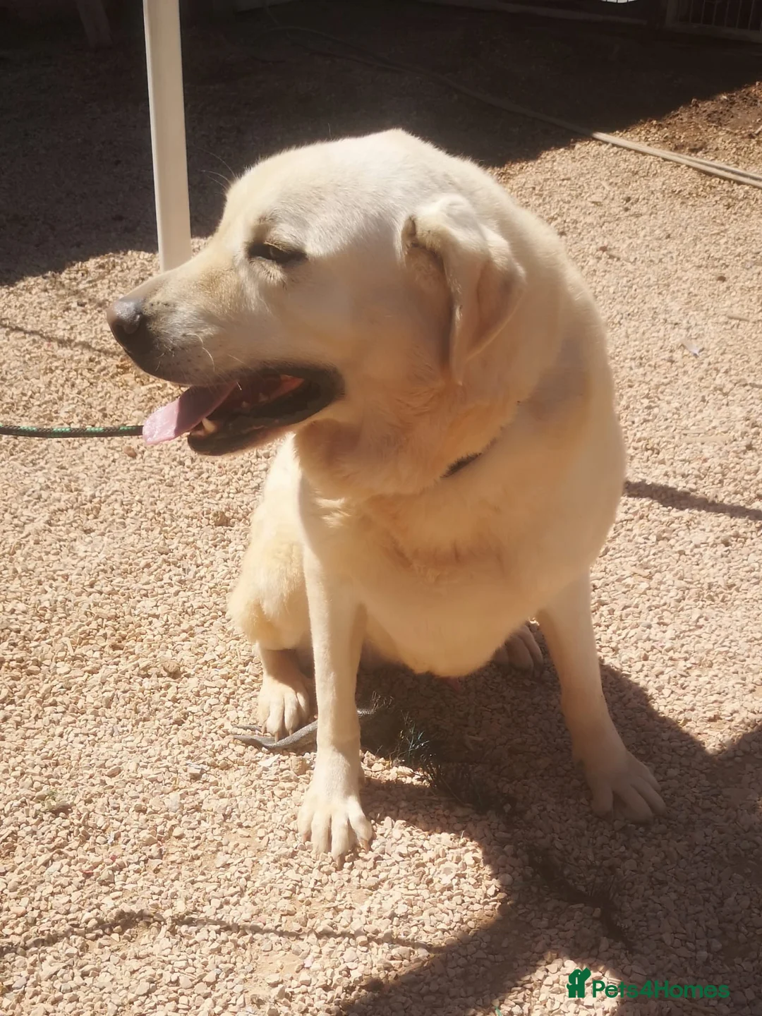 Mixed Breed dogs for adoption: 🚨URGENT🚨 LEON 💙🐾 in Hengoed - Advert 1