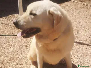 Mixed Breed dogs 🚨URGENT🚨 LEON 💙🐾 - Advert 1