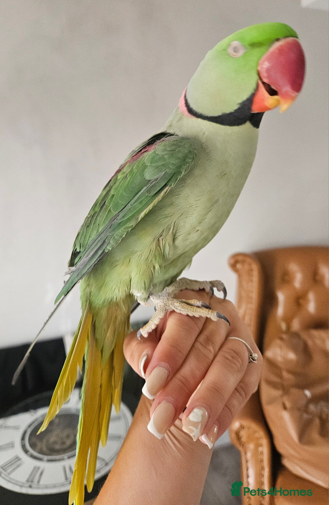 Parakeets birds for sale: Echo the alexandrine  - Image 5