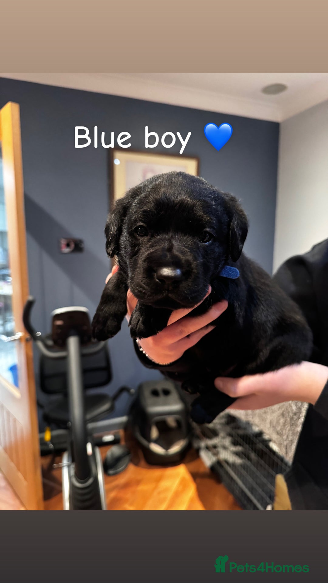 Labrador Retriever dogs for sale: Chunky Labrador puppies  - Advert 4