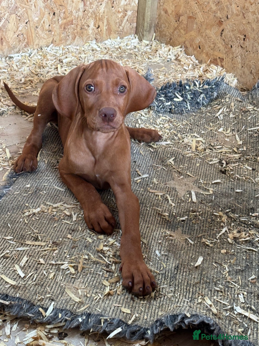 Hungarian Vizsla dogs for sale: Last few Ready to leave Stunning litter of puppies - Image 4