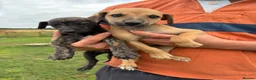Whippet dogs for sale: Beautiful whippet puppies  - Advert 4