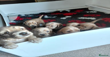 Cocker Spaniel dogs - Advert 14