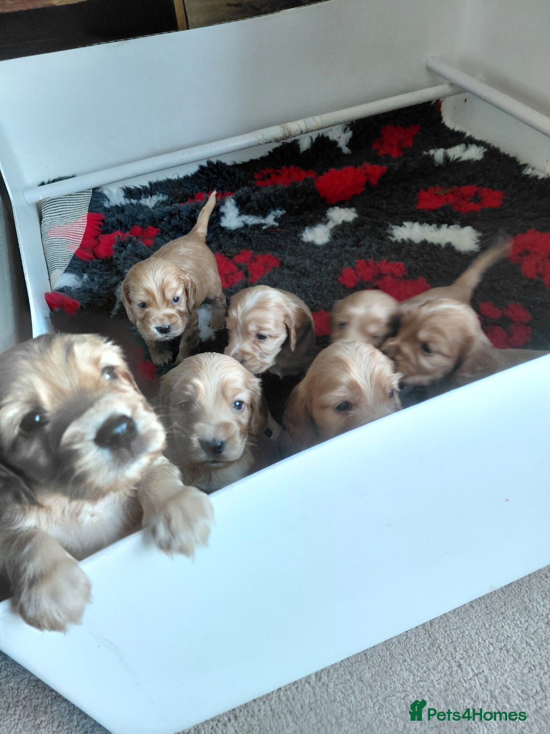 Cocker Spaniel dogs for sale: KC Golden Show Spaniels - Image 2