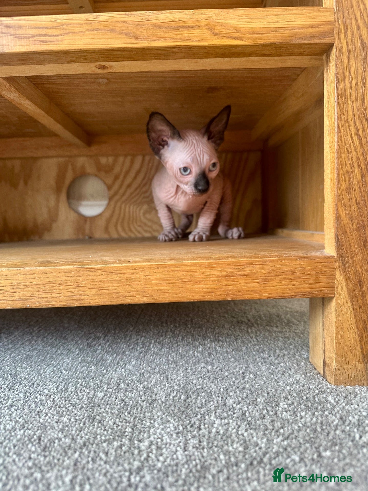Sphynx cats *REDUCED* Canadian Sphynx kitten  - Advert 6