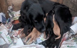 Cocker Spaniel dogs for sale: Working Cocker Spaniel Puppies  - Image 17