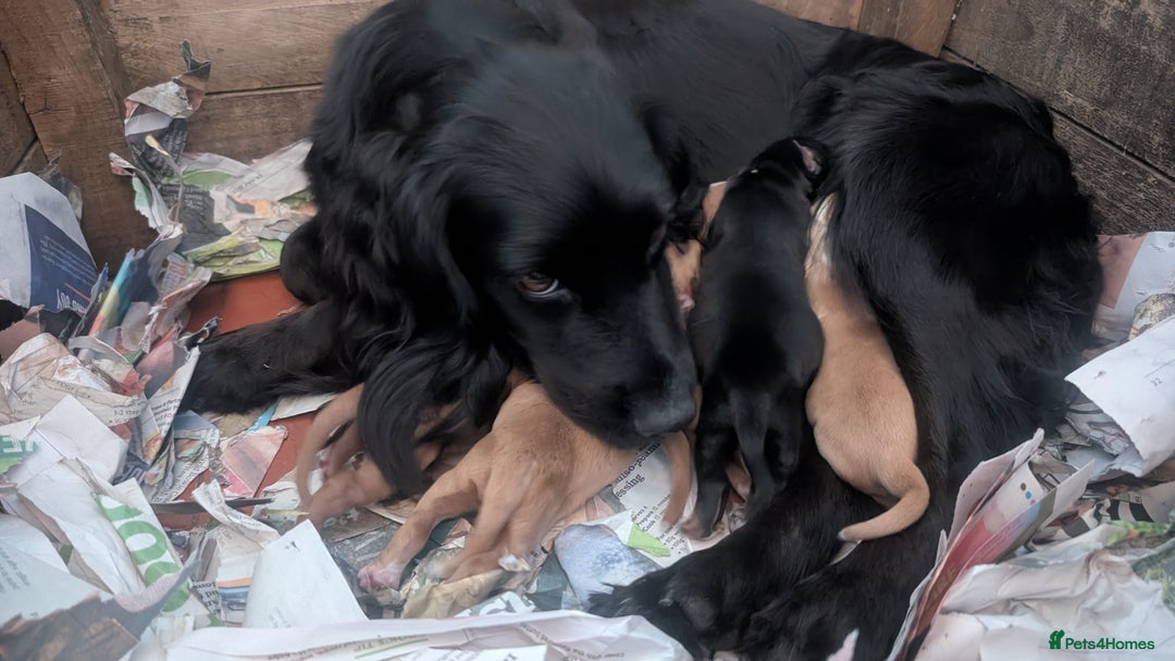 Cocker Spaniel dogs for sale: Working Cocker Spaniel Puppies  - Image 17