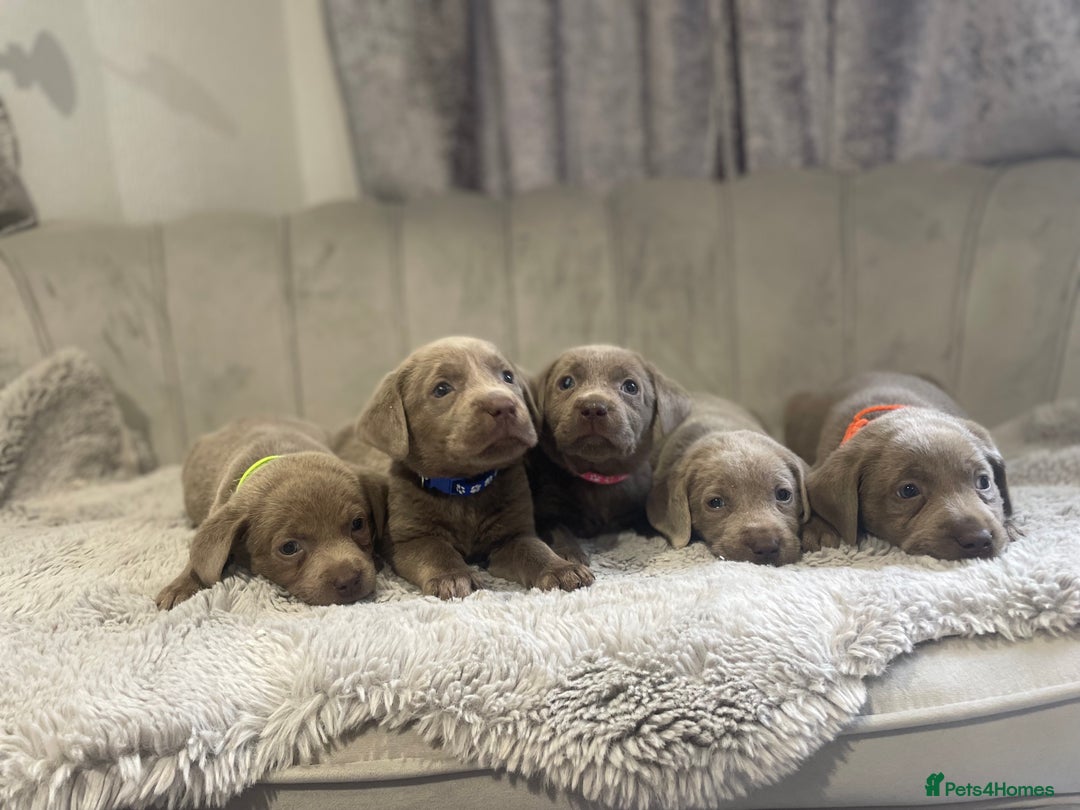 Labrador Retriever dogs for sale: Stunning silver Labradors puppy’s  - Advert 13