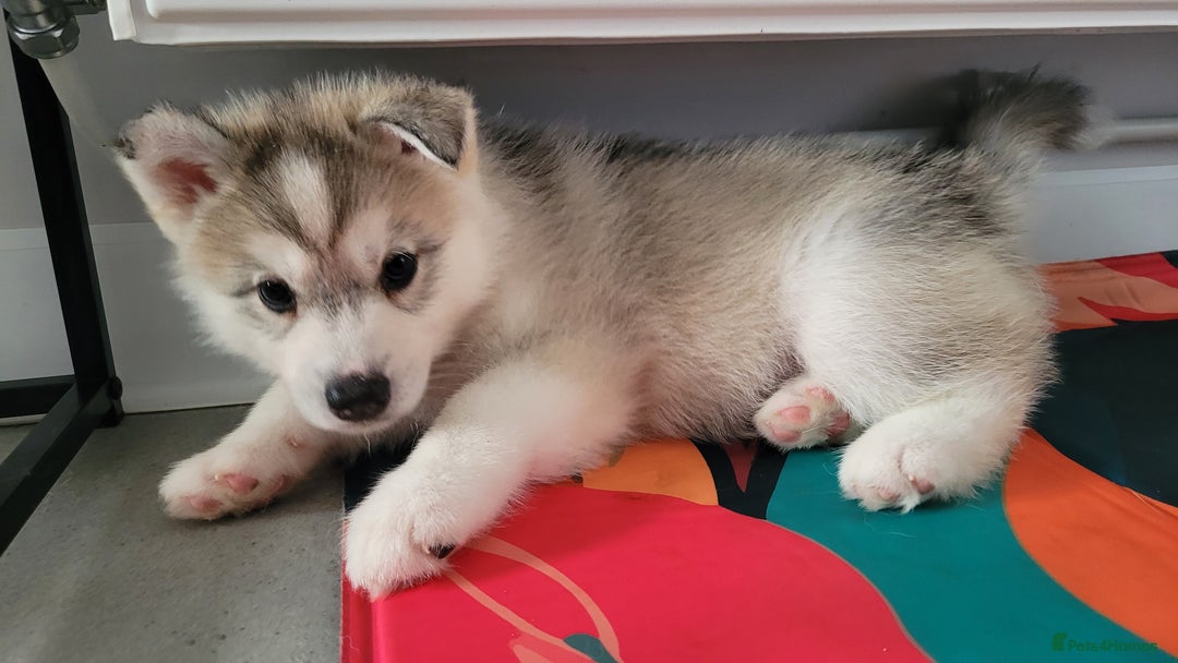 Siberian Husky dogs for sale: Best Quality Siberian Husky Puppies in Scotland - Image 15