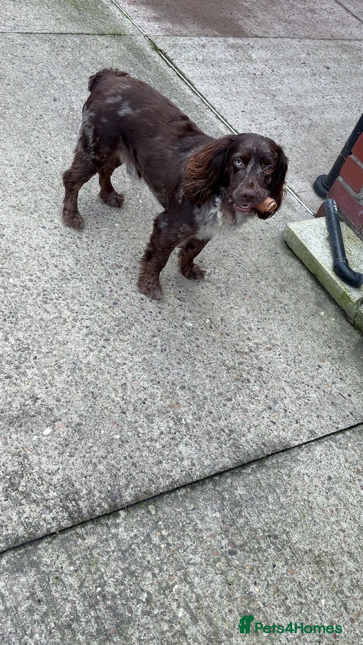 Cocker Spaniel dogs Cocker spaniel  in Doncaster - Advert 1