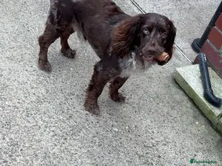 Cocker Spaniel dogs Cocker spaniel in Doncaster - Advert 1