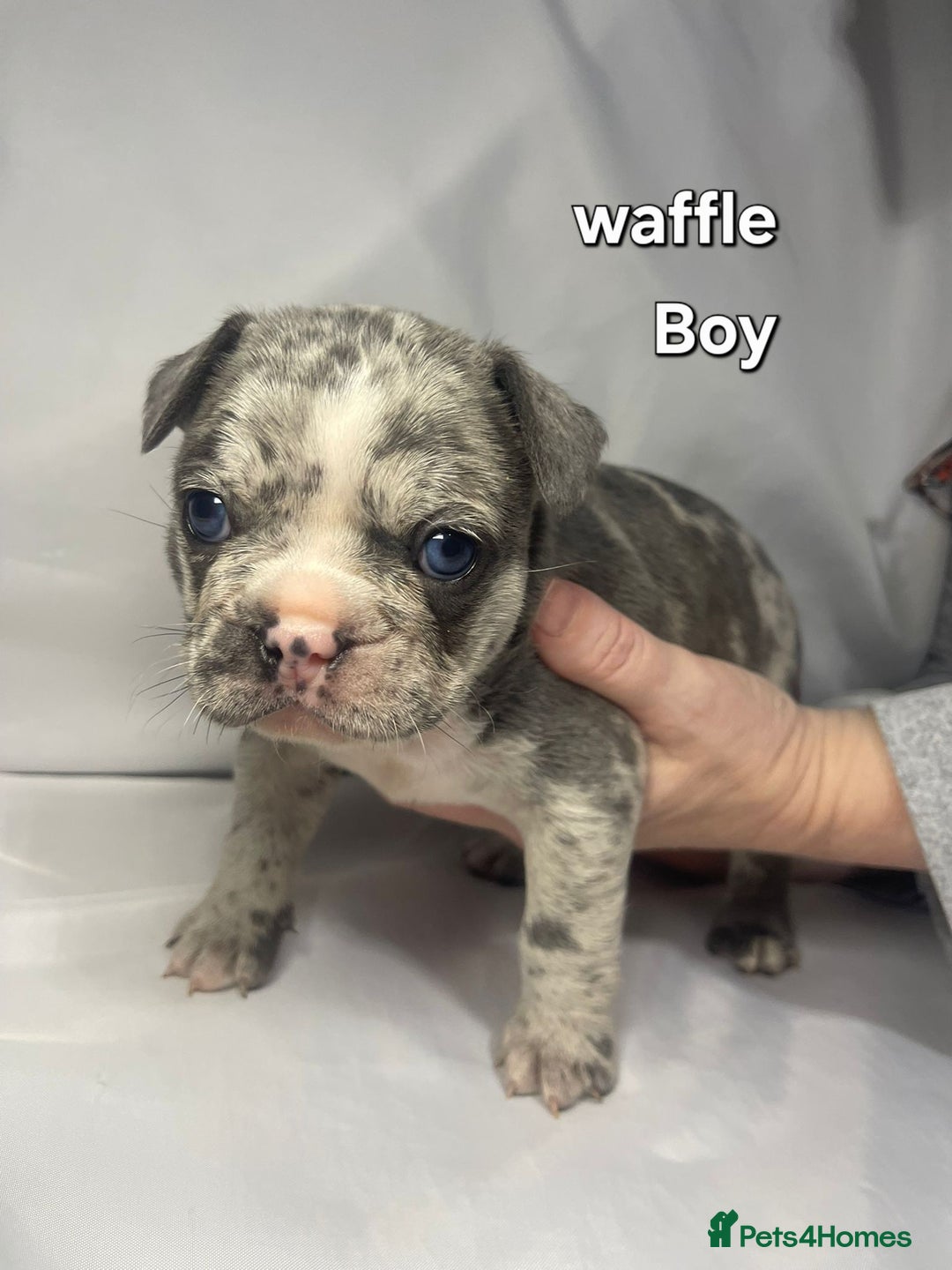 French Bulldog dogs for sale: Gorgeous litter of French Bulldog Pups  - Advert 21