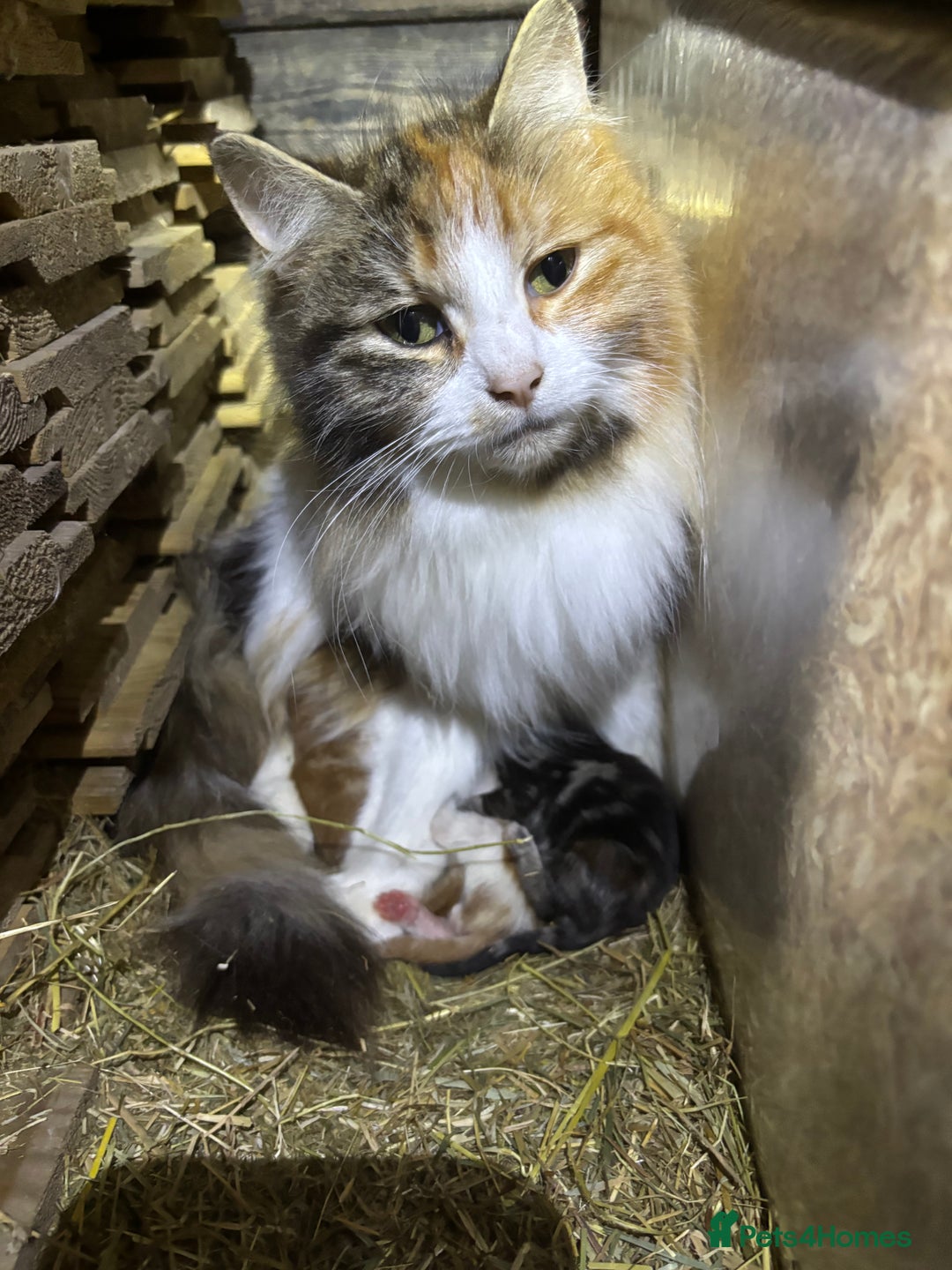 Mixed Breed cats for sale: 2 lovely kittens ready now  - Image 7