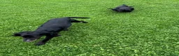 Sprocker dogs for sale: Two Black Sprockers - Advert 15