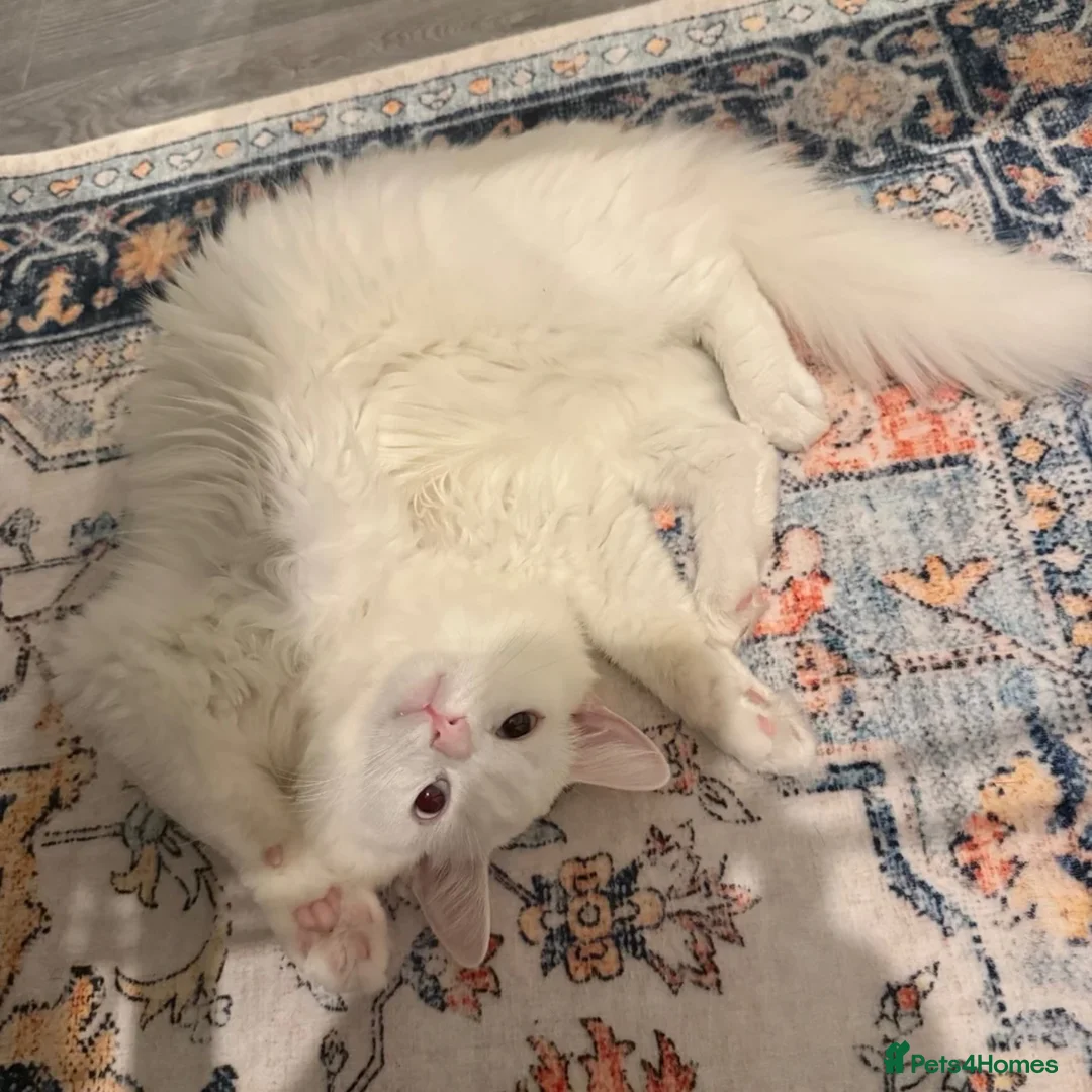 Turkish Angora cats for sale: ottis needs rehoming  in Oldham - Advert 2