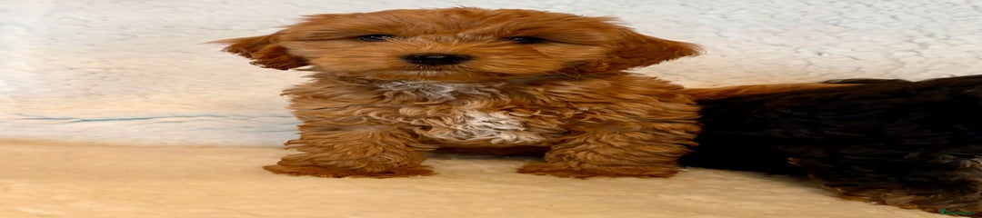 Cockapoo Puppy 1