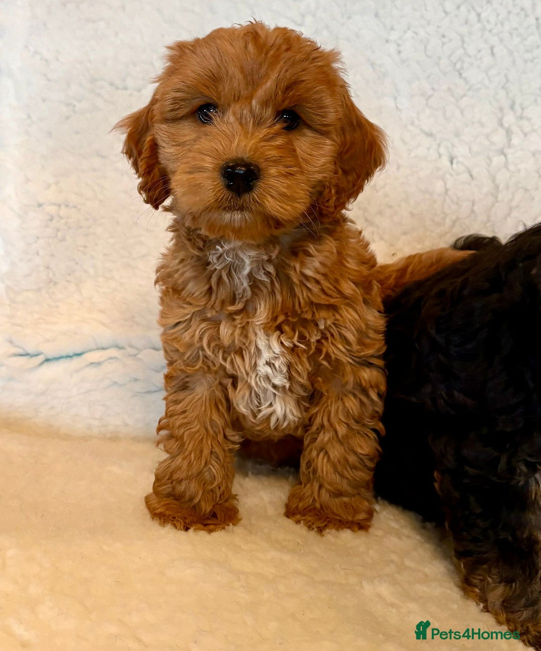 Cockapoo dogs for sale: F1 Cockerpoo Puppies  - Image 4