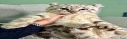 Savannah cats for sale: Superb wild looking snow leopard male  - Advert 9