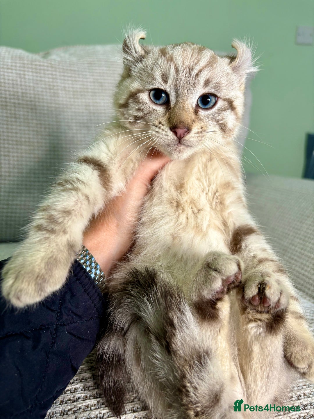 Savannah cats for sale: Superb wild looking snow leopard male  - Advert 9