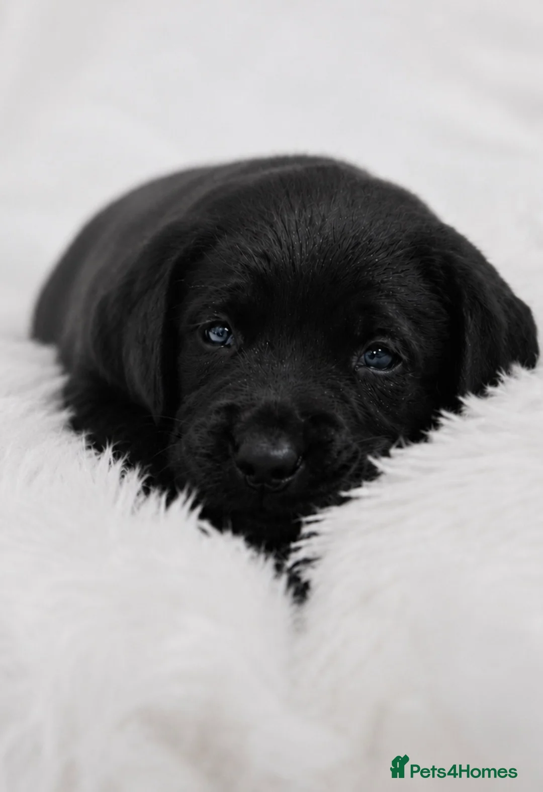 Labrador Retriever dogs for sale: Exceptional fully health tested Dark Red & Black  - Advert 2