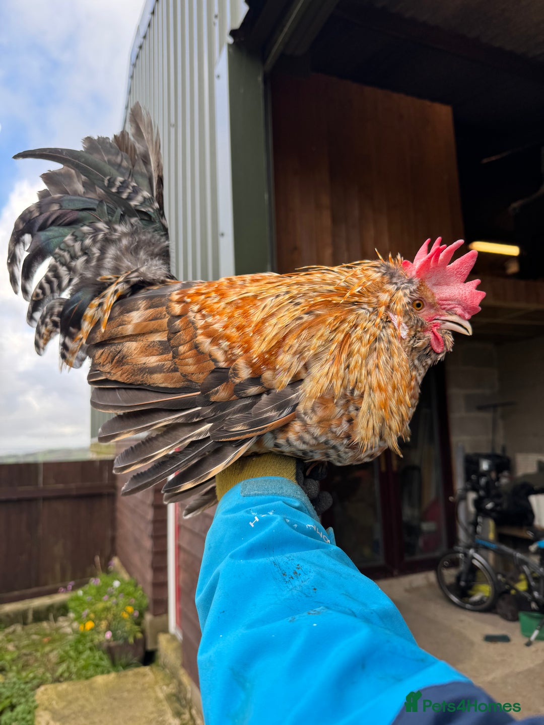 Chickens poultry for sale: Cockerels, Blue Copper Maran, Cream Legbar, Olive  - Image 2