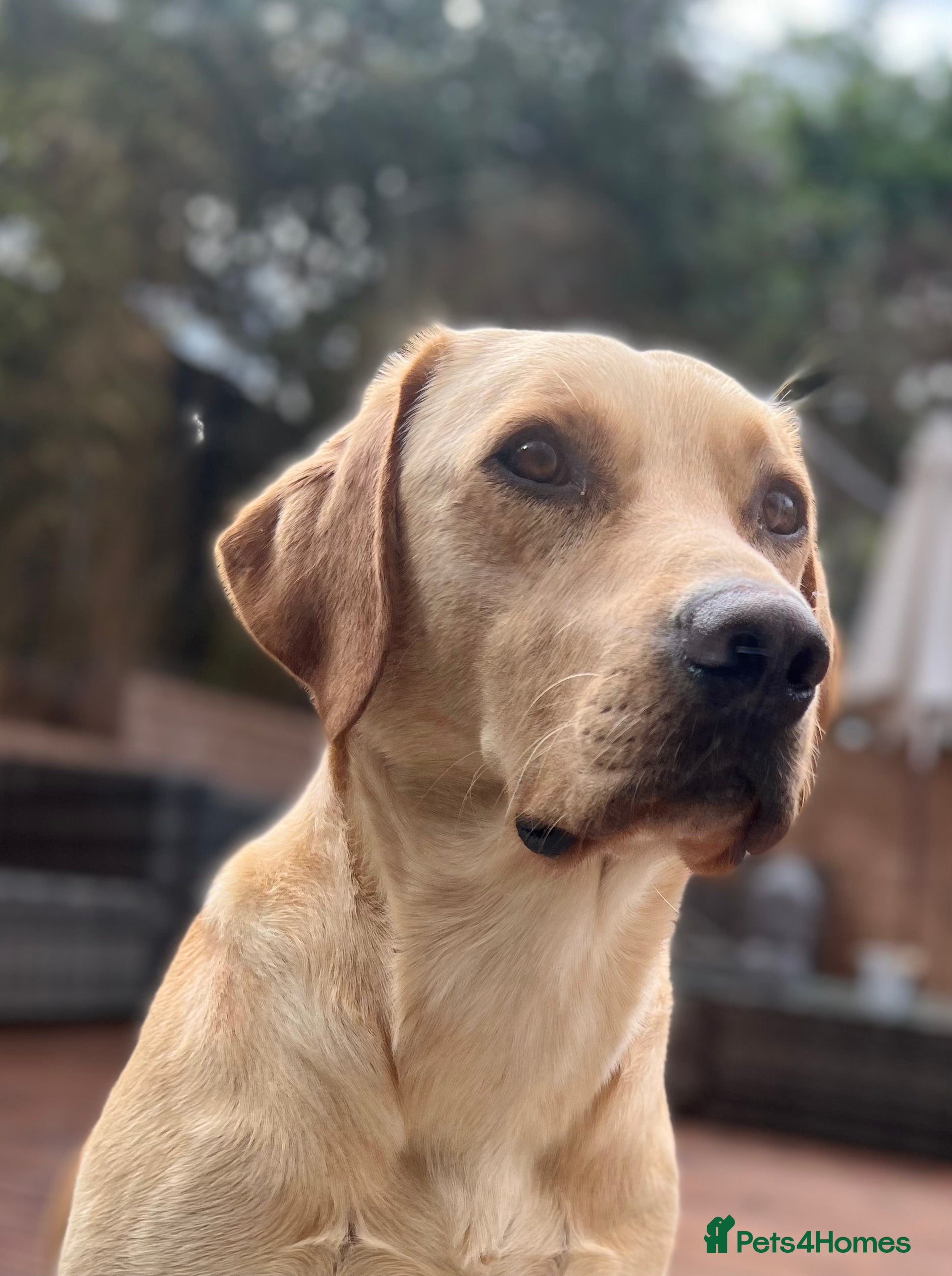 Labrador Retriever dogs Nacho - KC registered Stud - Advert 2