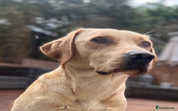 Labrador Retriever dogs for stud: Nacho - 1st time stud  - Image 3
