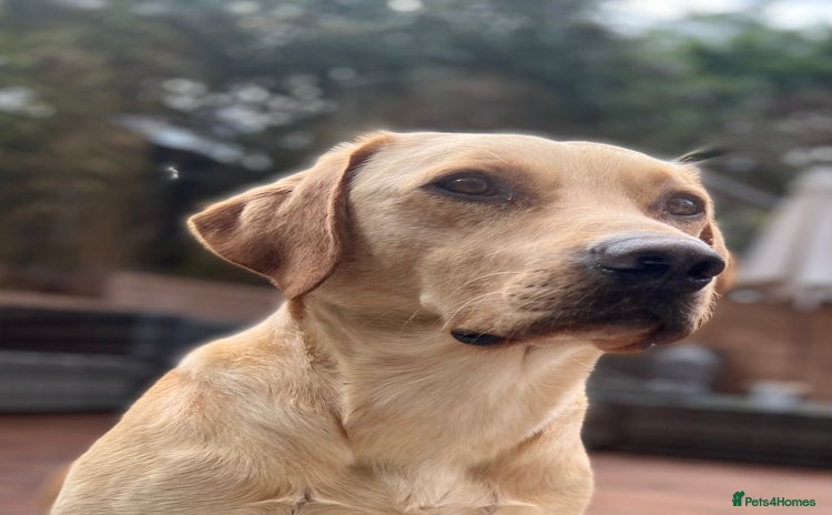 Labrador Retriever dogs - Advert 1