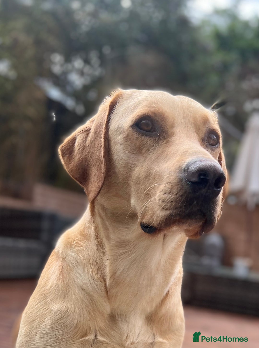 Labrador Retriever dogs for stud: Nacho - 1st time stud  - Image 3