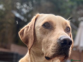 Labrador Retriever dogs - Advert 16