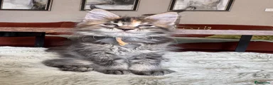 Maine Coon 1