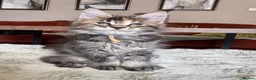 Maine Coon cats for sale: Superb quality Maine coon girls  - Advert 4