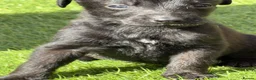 Mixed Breed dogs for sale: Bedlington whippet in Bradford - Advert 8