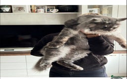 Maine Coon cats for sale: Stunning Maine Coon girls  - Image 23