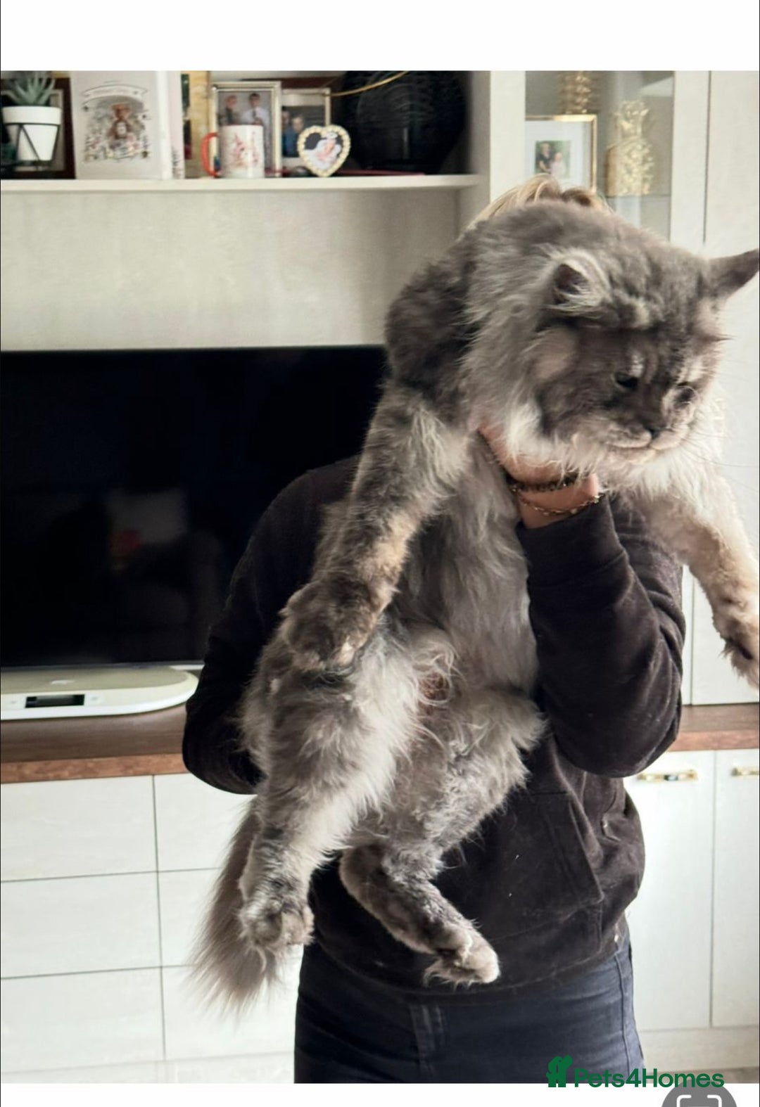 Maine Coon cats for sale: Stunning Maine Coon girls  - Image 23