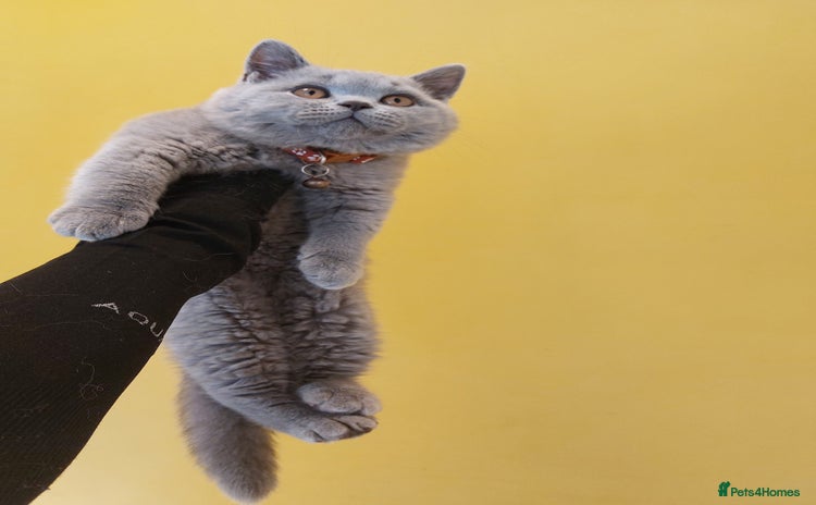 British Shorthair cats in Dudley - Advert 5