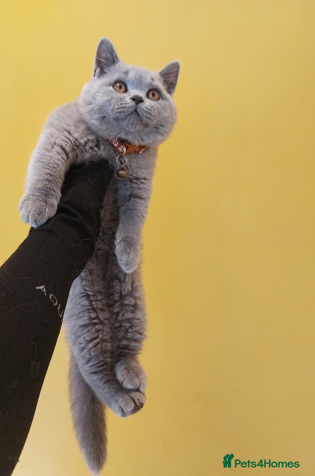 British Shorthair cats for sale: WOW🔥CH🏆SIRED❤️‍🔥GCCF REG KITTEN in Dudley - Image 2