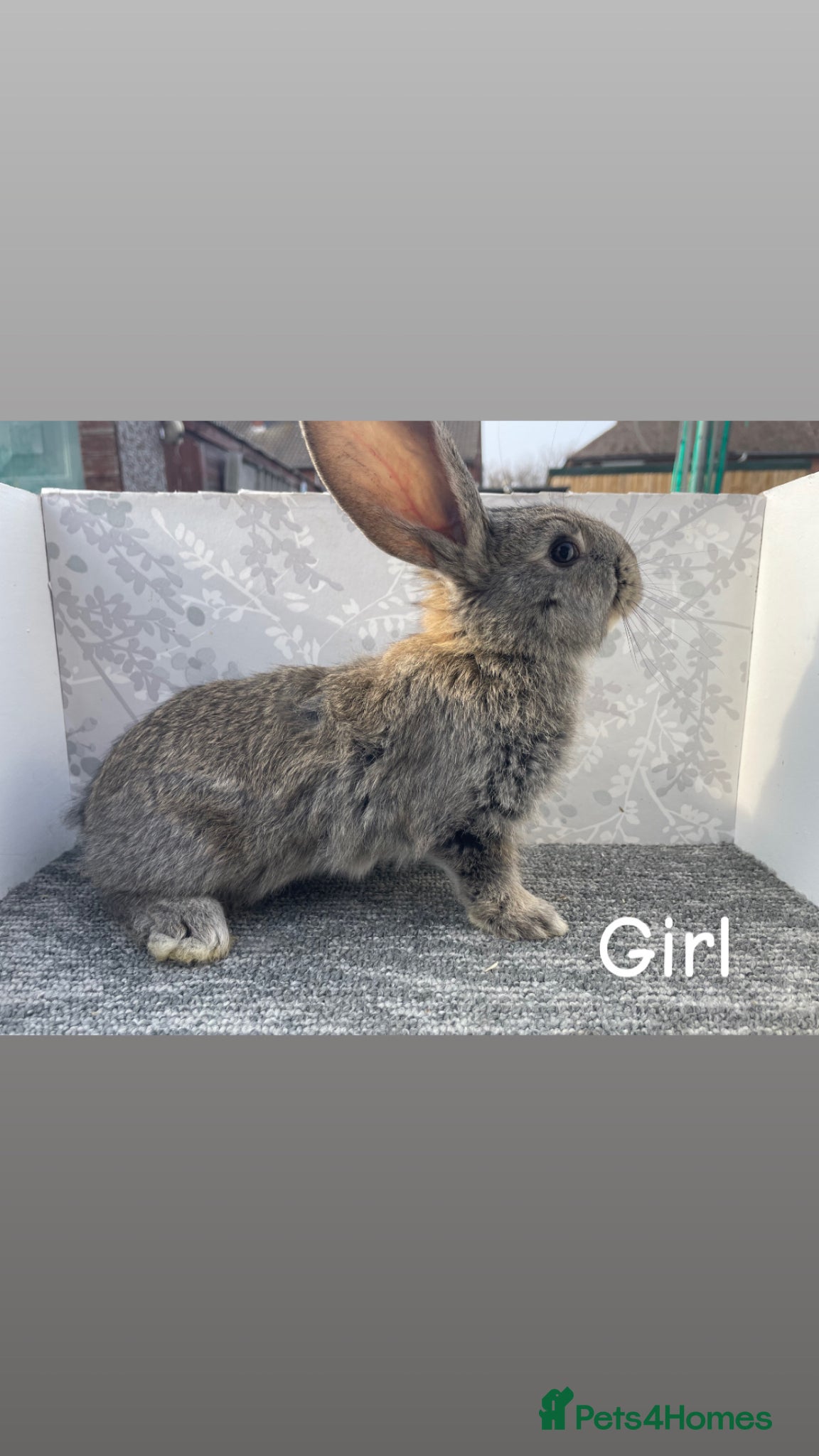 Continental Giant rabbits Continental / Flemish giant babies - Advert 7