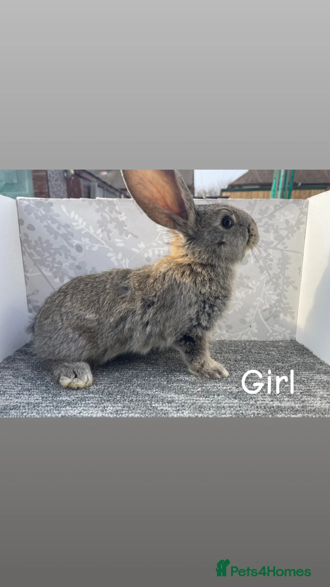 Continental Giant rabbits for sale: Continental giant babies - Advert 1