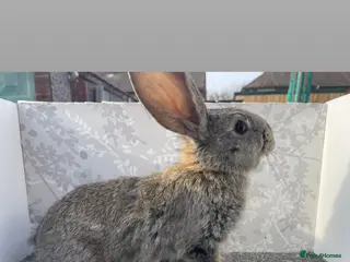 Continental Giant rabbits Continental / Flemish giant babies - Advert 7