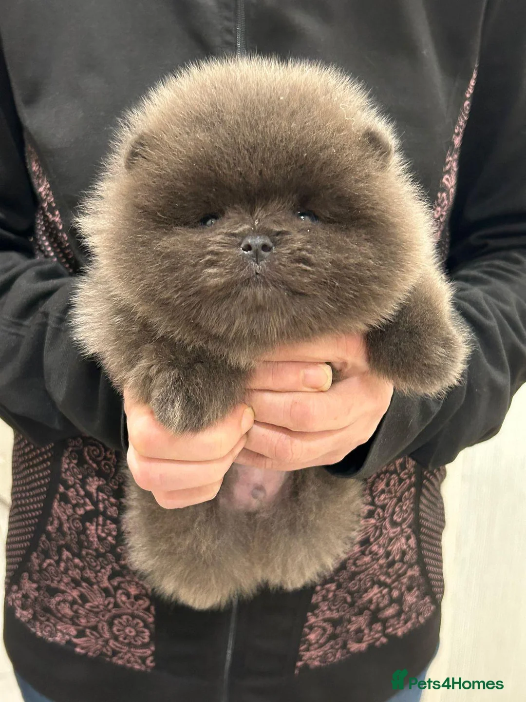 Pomeranian dogs for stud: Outstanding rare blue teddy 🧸💎 - Advert 7