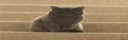 British Shorthair cats for sale: Gorgeous British Shorthair Male  2 Years Old -Goku in Oldham - Advert 4