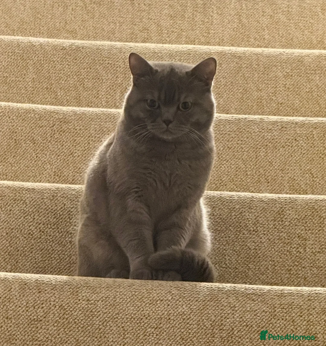 British Shorthair cats for sale: Gorgeous British Shorthair Male  2 Years Old -Goku in Oldham - Advert 4